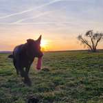 Ersteller:in Thomas Profilbild