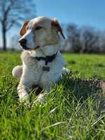 Tierschutz Hunde. Hier kann man raten was für Rassen in euren Hunden steckt🐾🐕-Beitrag-Bild