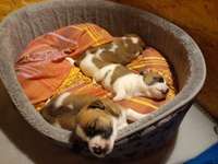 Wundes Gesäuge-Beitrag-Bild