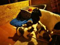 Welpenfutter-Beitrag-Bild