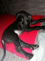 Deutsche Doggen Besitzer zeigt euch-Beitrag-Bild