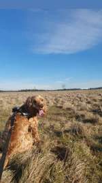 Apoquel alternativen-Beitrag-Bild