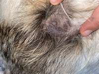 Schwarze Kahle  stelle-Beitrag-Bild