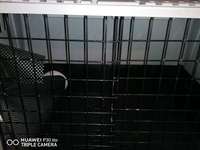 xxl grosse Hundebox zu Verkaufen.-Beitrag-Bild