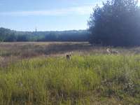 Hundeauslaufgebiet-Schöne Wiese-Bild