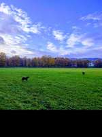 Hundeauslaufgebiet-Heilhamer Park-Bild