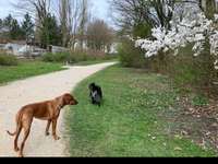 Hundeauslaufgebiet-Heilhamer Park-Bild