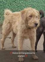 Suchmeldung-Bailey-Bild