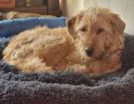 Suchmeldung-Bailey-Bild