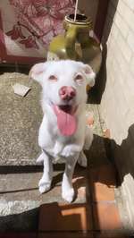 Rassen Spekulation-Beitrag-Bild