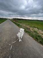 Auslandstierschutz-Beitrag-Bild