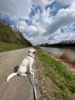 Auslandstierschutz-Beitrag-Bild