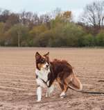 Suchmeldung-Leo-Bild