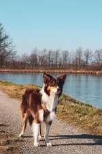 Suchmeldung-Leo-Bild