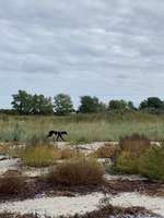 Hundeauslaufgebiet-Großenbroder Weststrand-Bild