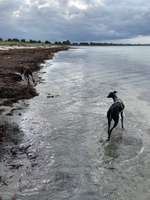 Hundeauslaufgebiet-Großenbroder Weststrand-Bild