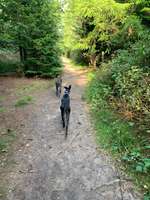 Hundeauslaufgebiet-Hundewald Trappenkamp-Bild