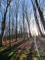 Hundeauslaufgebiet-Grünes Rad - Beketal-Bild