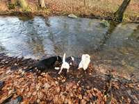 Hundeauslaufgebiet-Grünes Rad - Beketal-Bild