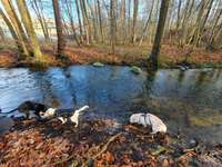 Hundeauslaufgebiet-Grünes Rad - Beketal-Bild