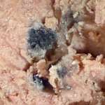 Schimmel in Nassfutter?-Beitrag-Bild