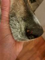 Nach Kabbelei Wunde an der Nase-Beitrag-Bild