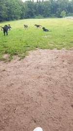 Hundeauslaufgebiet-Galgenbergsweg-Bild