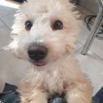 Ersteller:in Vincenzo Profilbild