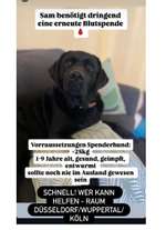 Blutspender dringend gesucht- Tierklinik Haan.
Könnt ihr Helfen?-Beitrag-Bild
