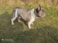 Suchmeldung-Alaric-Bild