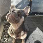 Ersteller:in Lisanne Profilbild