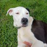 Traumhunde?-Beitrag-Bild