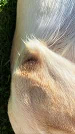 Entzündung-Beitrag-Bild