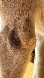 Entzündung-Beitrag-Bild