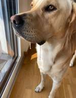 Mein Hund hat heute einen sehr klebrigen Speichelfluss...-Beitrag-Bild