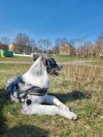 Hundeauslaufgebiet-Sahlkamp am Reiterstadion-Bild
