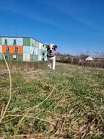 Hundeauslaufgebiet-Sahlkamp am Reiterstadion-Bild