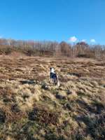 Hundeauslaufgebiet-Hundewiese Hannover-Bild