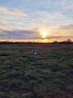 Hundeauslaufgebiet-Hundewiese Hannover-Bild