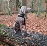 Hundeauslaufgebiet-Friedwald Uetzer Herrschaft-Bild