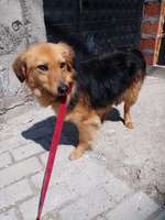 Suchmeldung-Ace-Bild