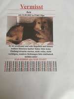 Suchmeldung-Ace-Bild