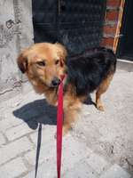 Suchmeldung-Ace-Bild