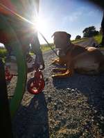 Rolli ,Handbike und Hund-Beitrag-Bild