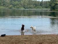 Hundeauslaufgebiet-Silbersee-Bild