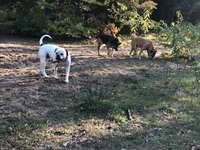 Hundeauslaufgebiet-Hundeauslaufplatz/Park Fürstenwalde /Spree-Bild