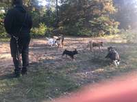 Hundeauslaufgebiet-Hundeauslaufplatz/Park Fürstenwalde /Spree-Bild