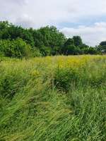 Hundeauslaufgebiet-BUDDYS Hundewiese-Bild