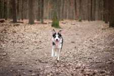 Hundeauslaufgebiet-Grunewaldsee-Bild