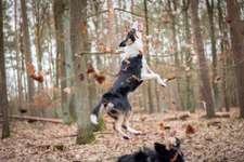 Hundeauslaufgebiet-Grunewald West-Bild